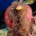 anemonefish_pink_mid_v_0705_png1235.jpg
